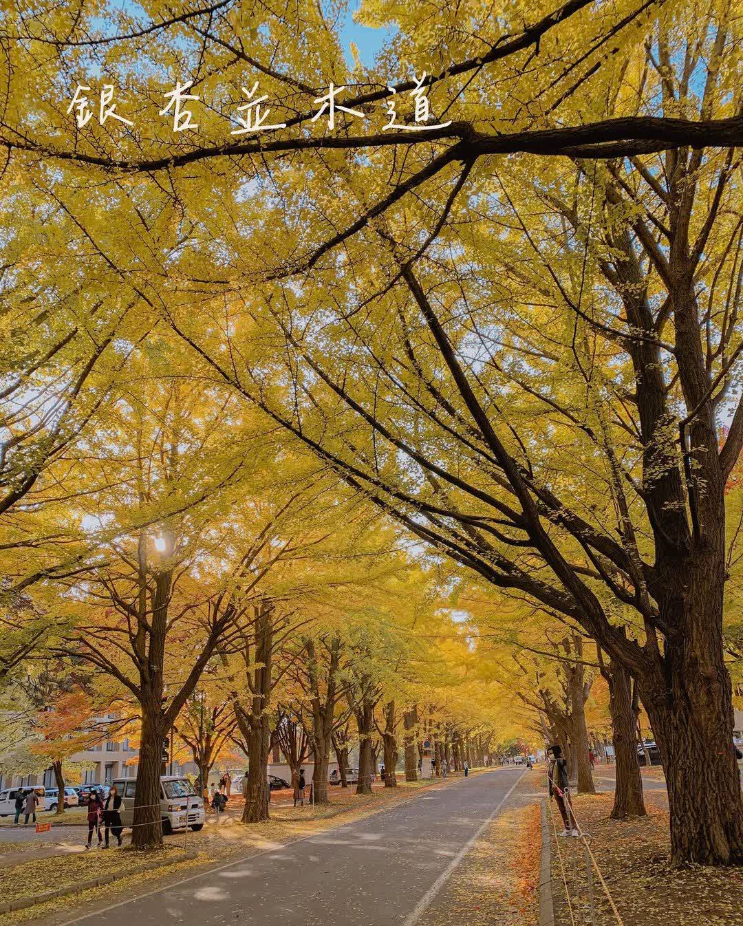 北海道大學 銀杏並木 | 去趣 chicTrip