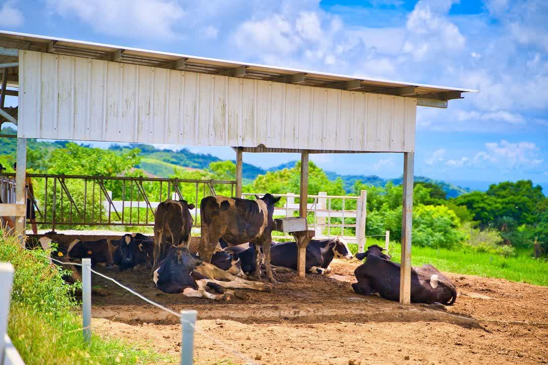 初鹿牧場 | 去趣 chicTrip