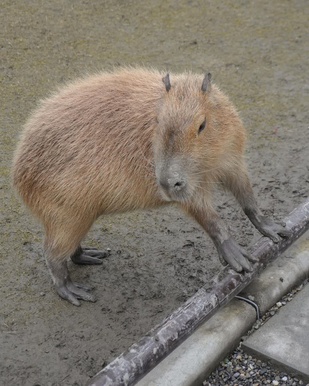 張美阿嬤農場（月森甯手作工坊） | 去趣 chicTrip