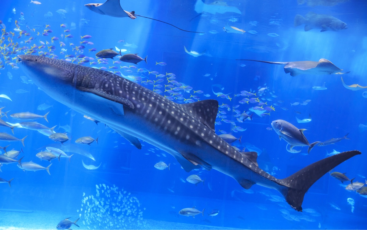 沖繩美麗海水族館 | 去趣 chicTrip