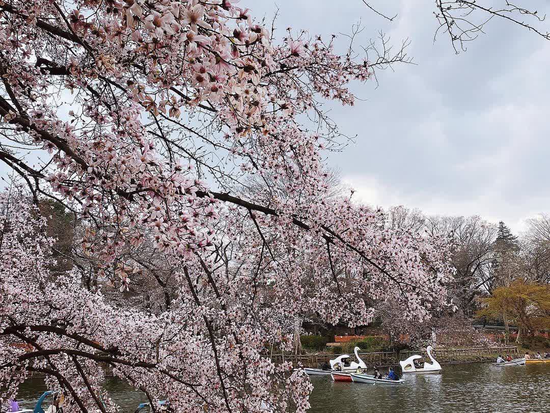 井之頭恩賜公園 | 去趣 chicTrip