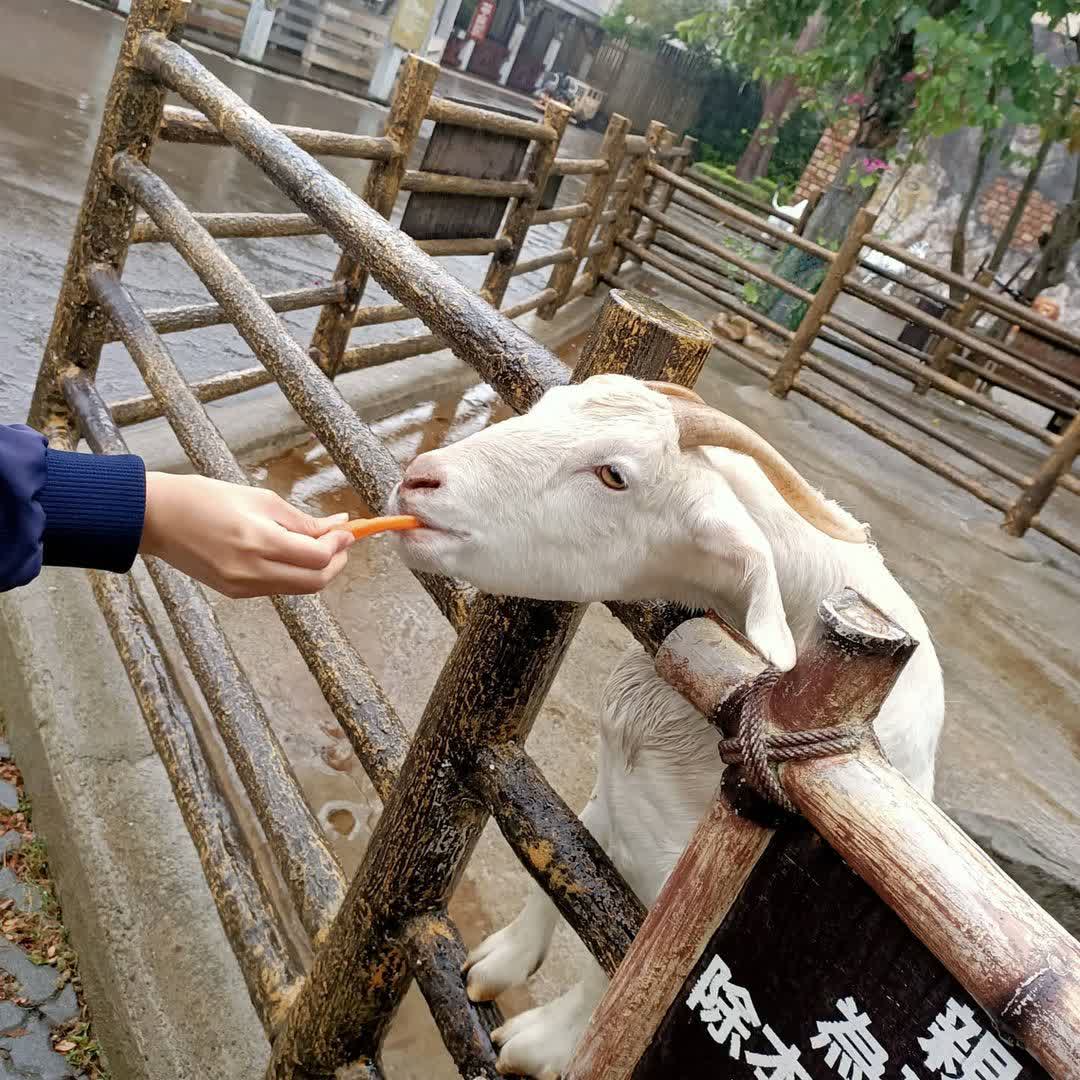 六福村主題遊樂園 | 去趣 chicTrip