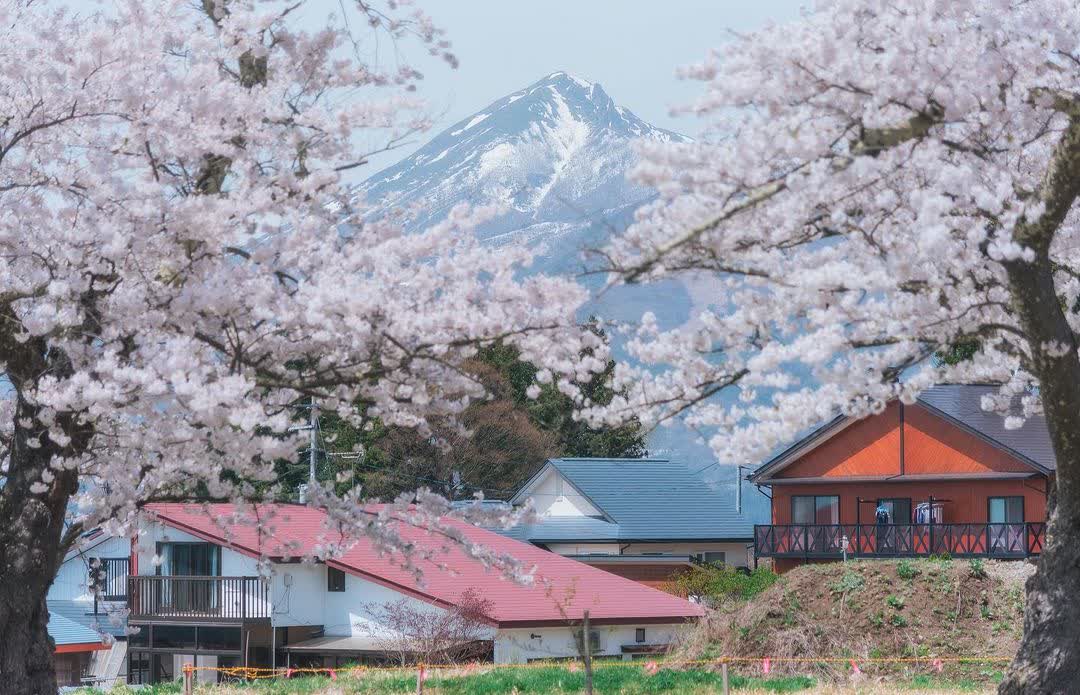 観音寺川の桜 | 去趣 chicTrip
