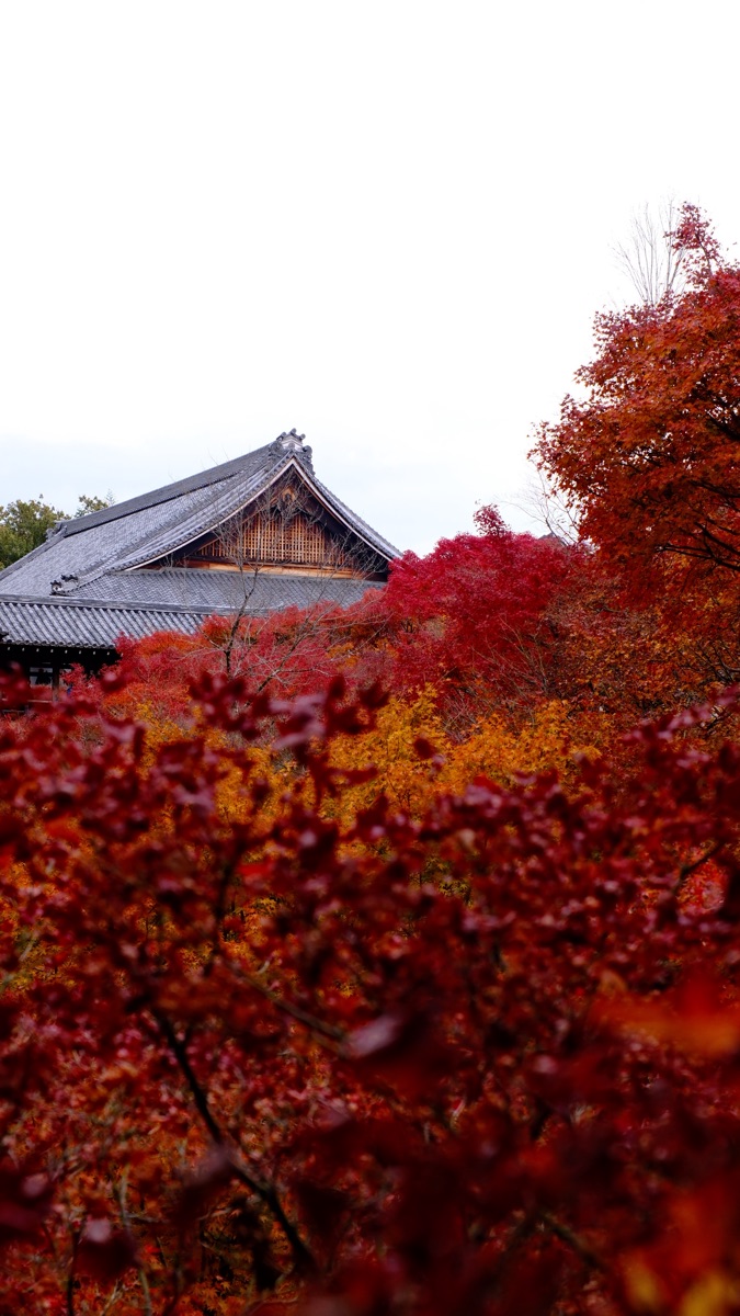 東福寺 | 去趣 chicTrip