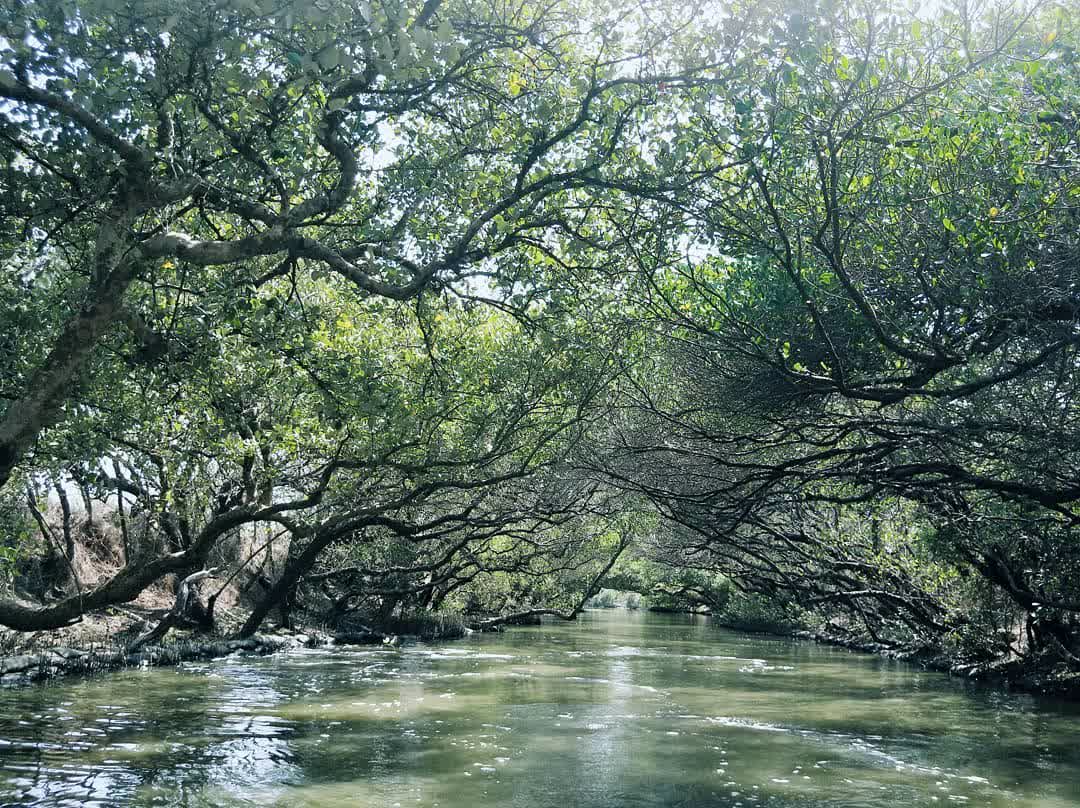 四草綠色隧道 | 去趣 chicTrip