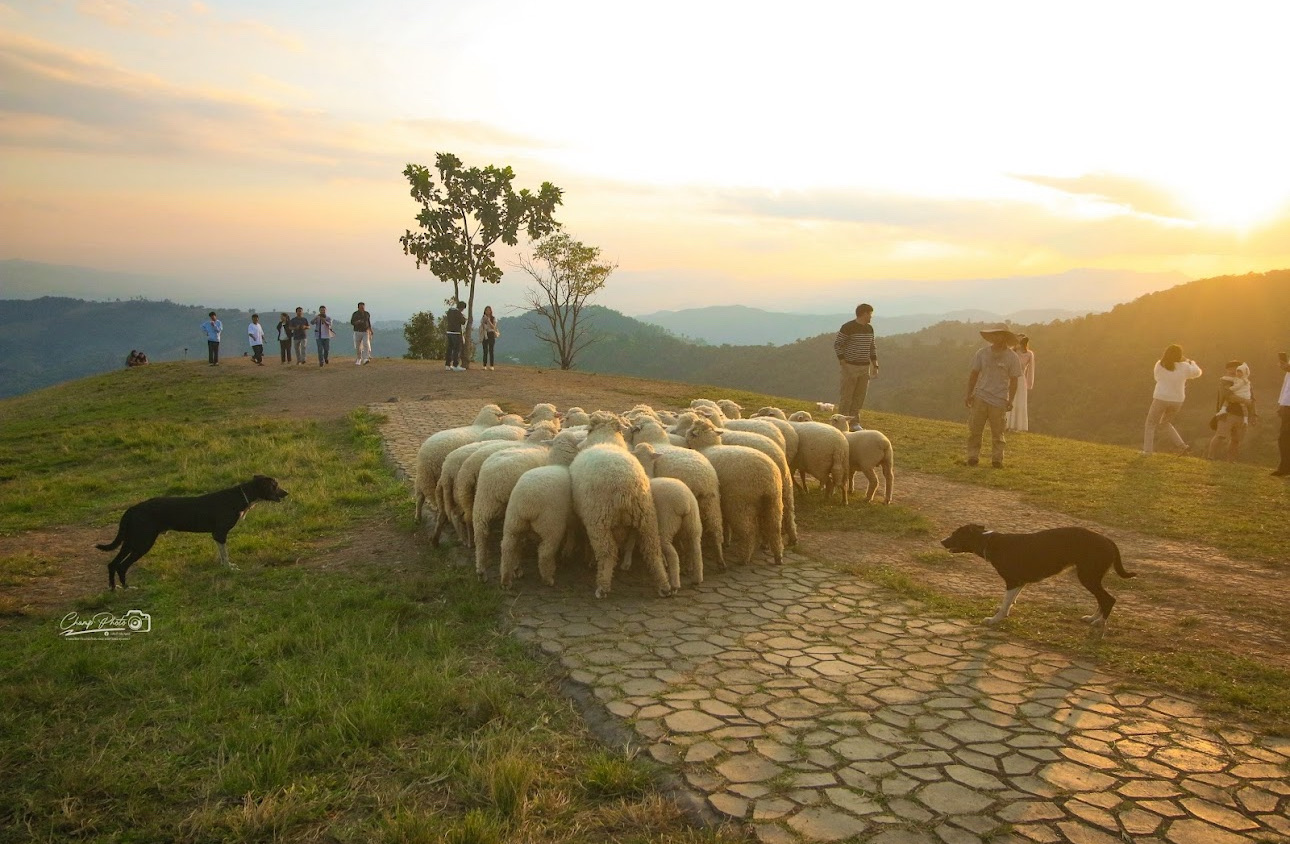 阿卡綿羊農場 (Akha FarmVille) | 去趣 chicTrip