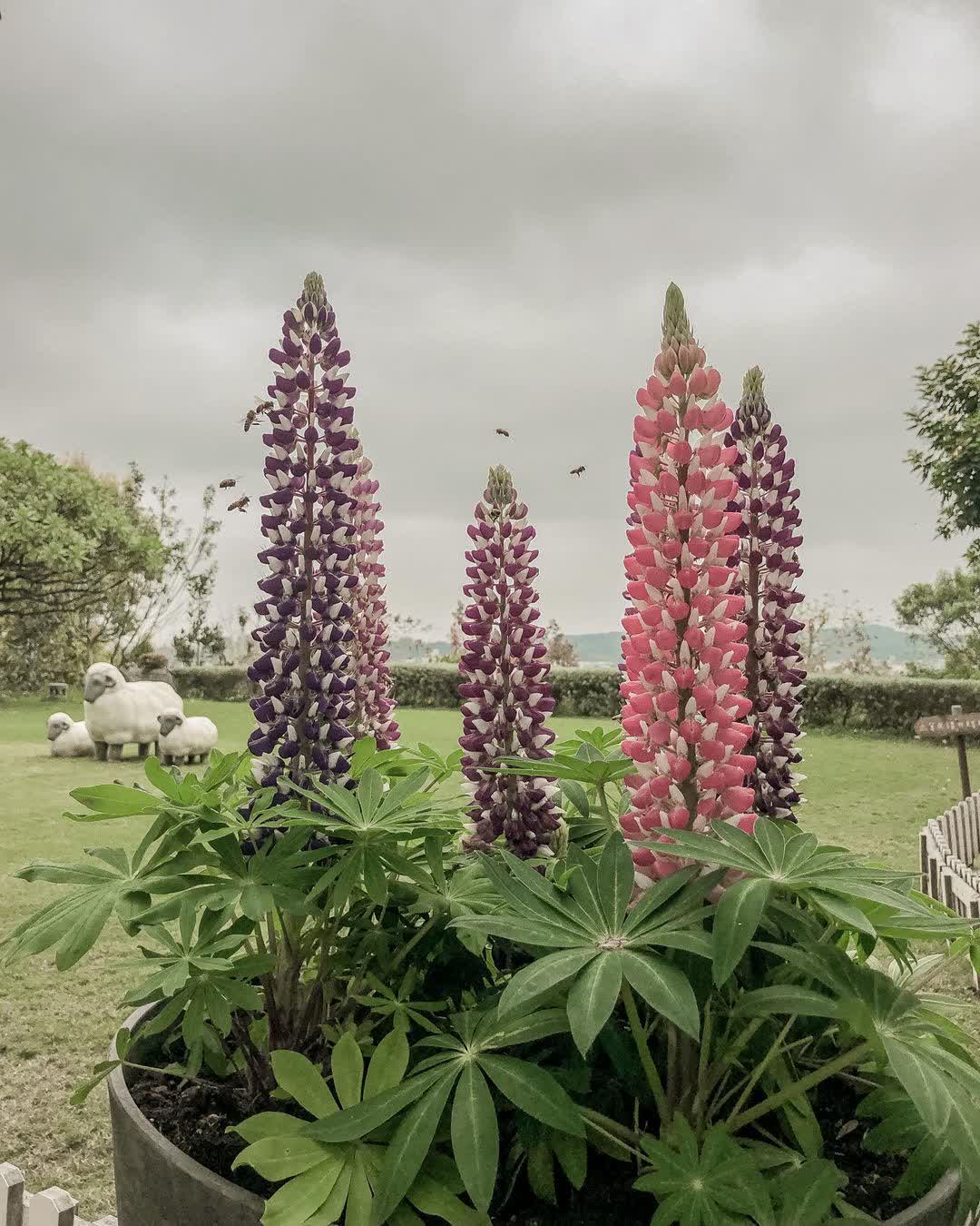 幸福山丘 | 去趣 chicTrip