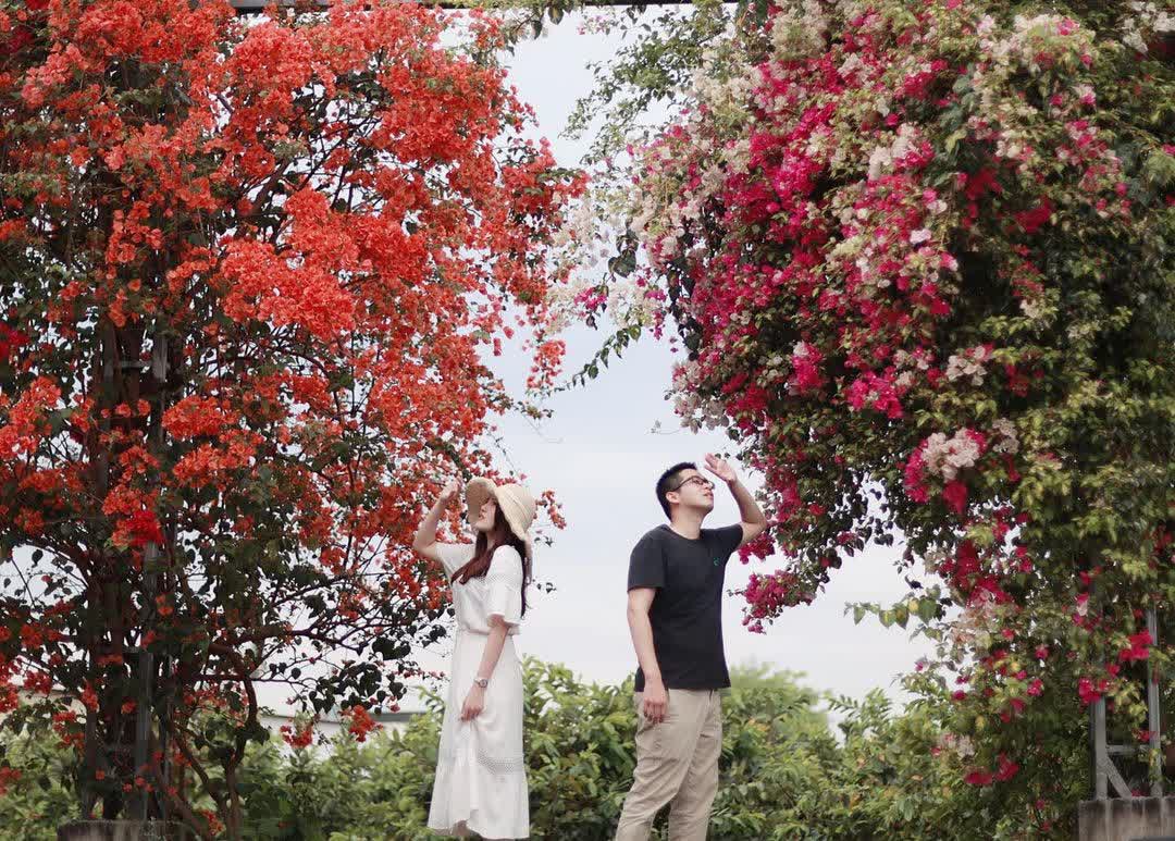 田中九重葛花牆(草日金道）