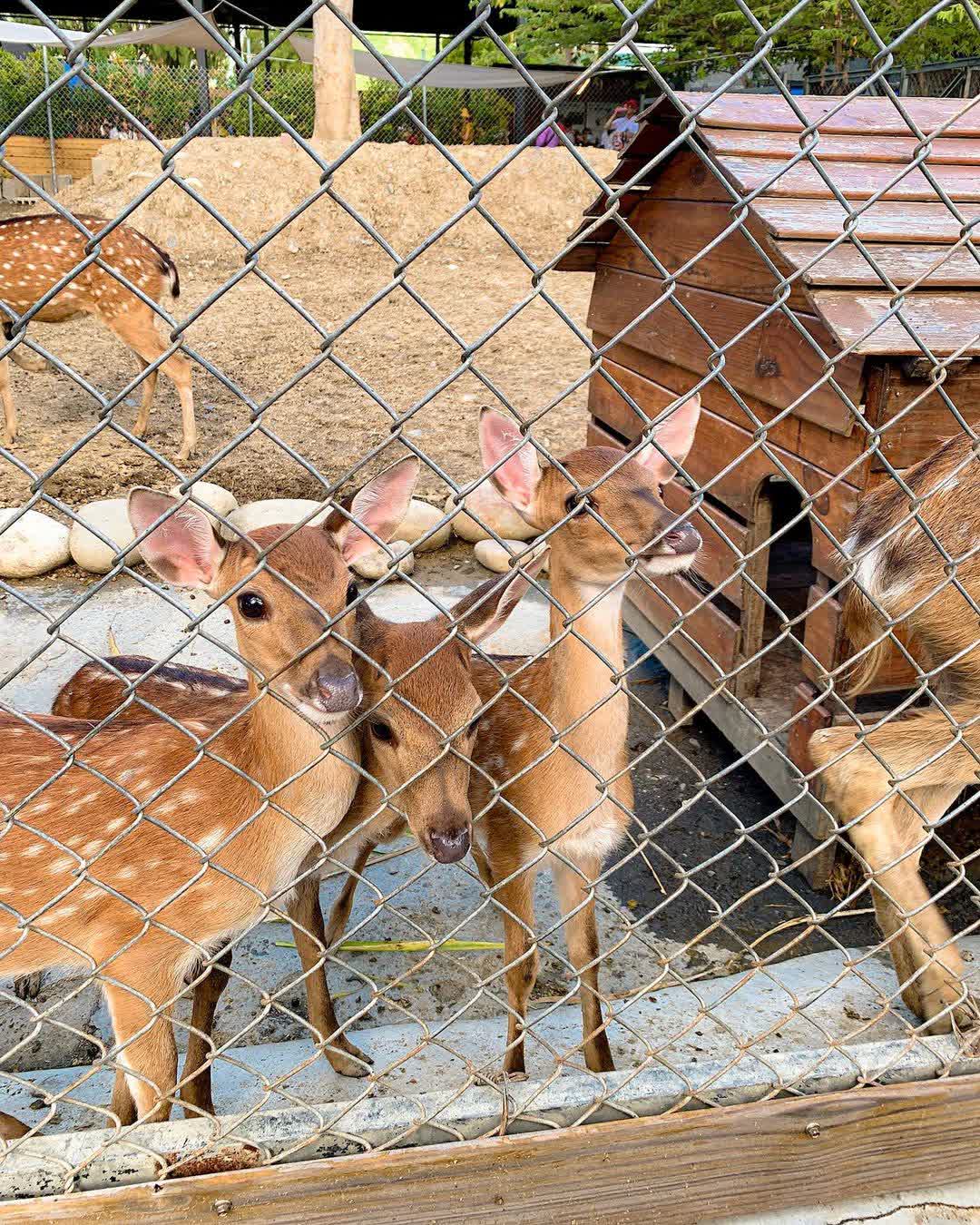 鹿境梅花鹿生態園區丨門票消費最高折抵140丨梅花鹿、水豚互動餵食丨室內親子DIY區丨親子遊戲區丨甜鹹輕食霜淇淋供應丨超可愛獨家紀念品丨奶茶、咖啡好喝 | 去趣 chicTrip