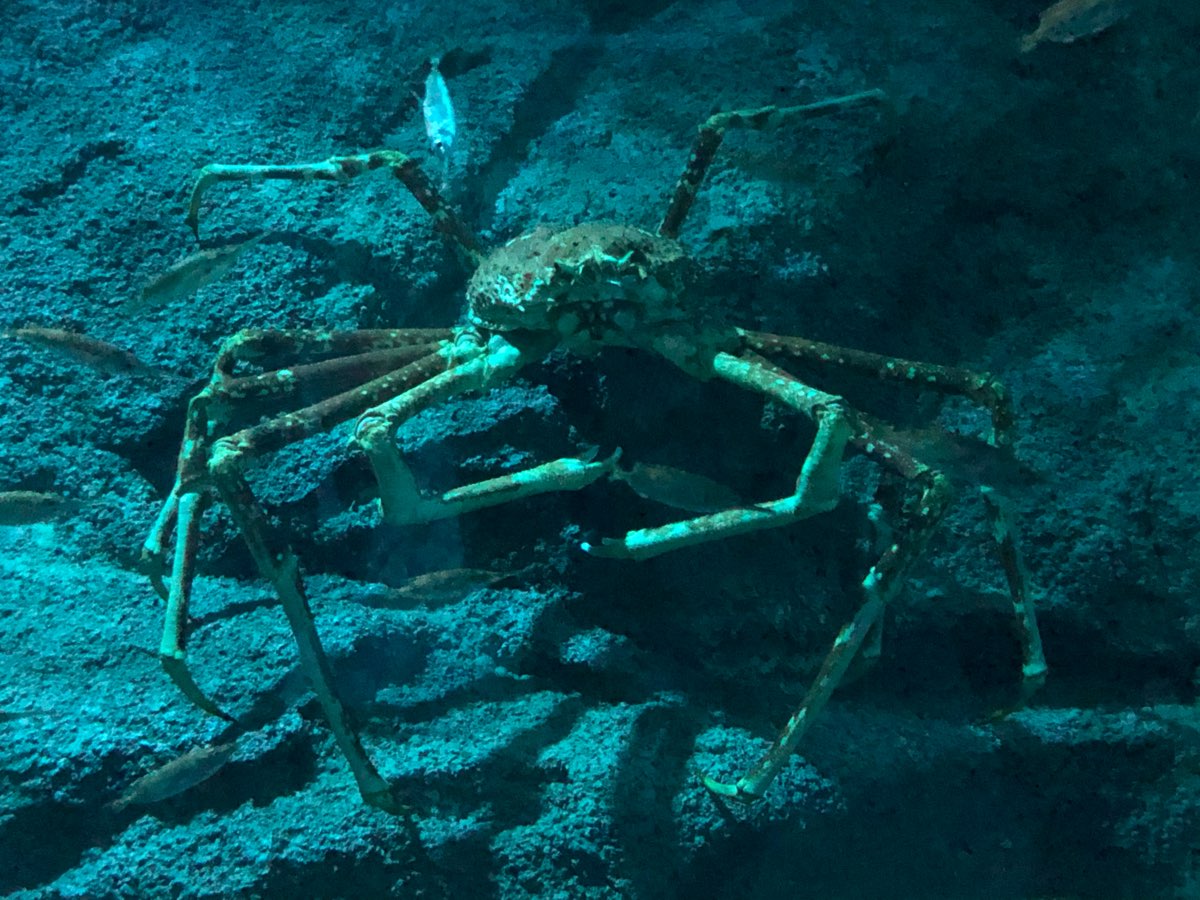 澎湖水族館 | 去趣 chicTrip