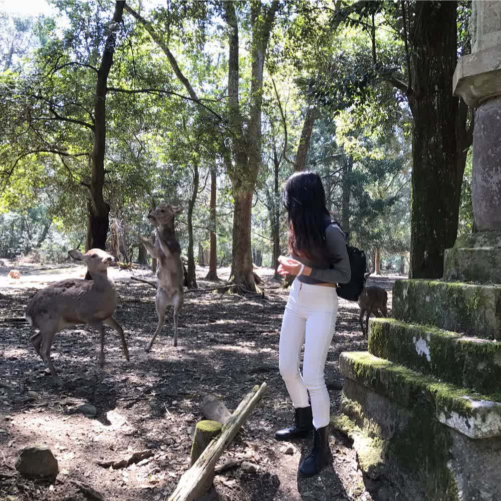 春日大社 | 去趣 chicTrip