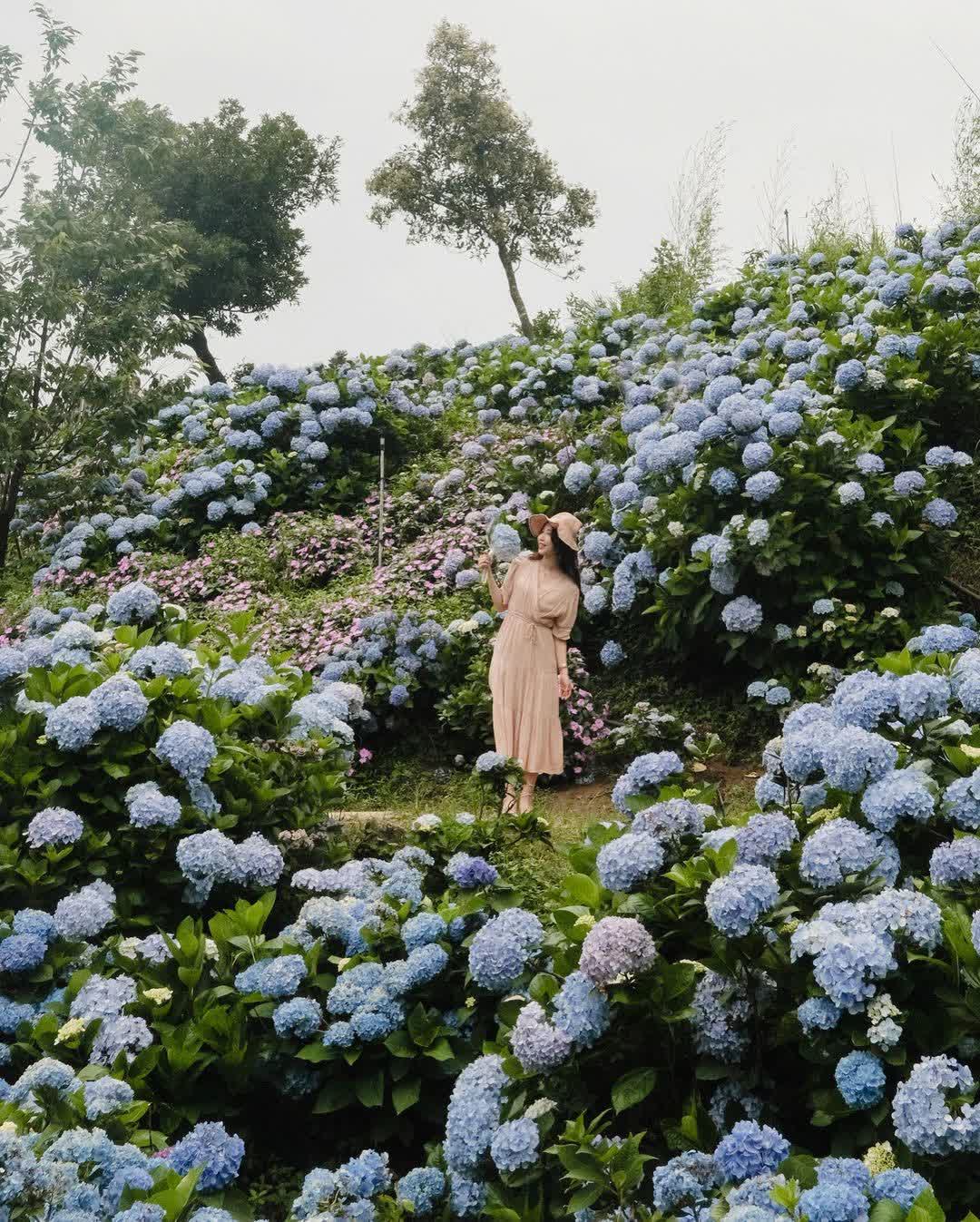高家繡球花田-萬里第三園區2025年預計4月底開始至7月底 | 去趣 chicTrip
