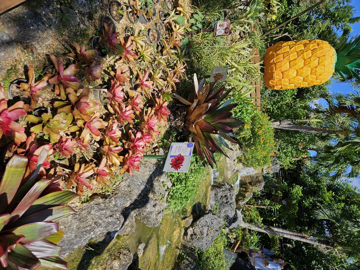 Nago Pineapple Park | 去趣 chicTrip