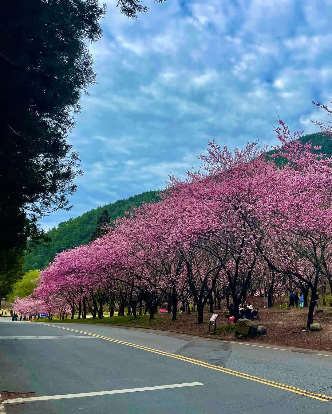 武陵農場 | 去趣 chicTrip