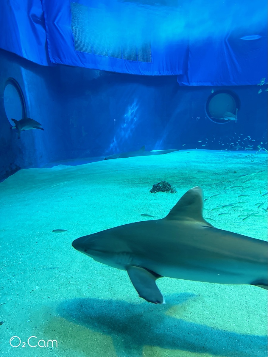 沖繩美麗海水族館 | 去趣 chicTrip