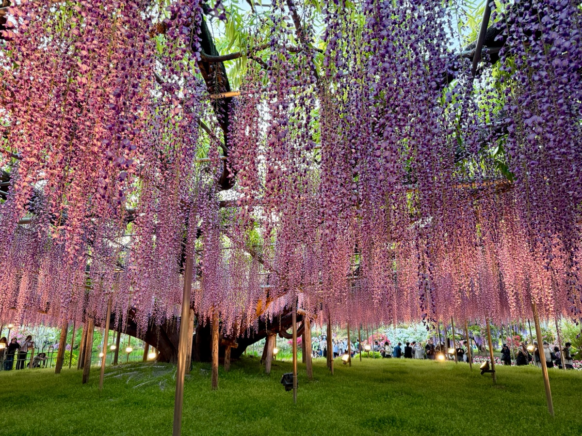 足利花卉公園 | 去趣 chicTrip
