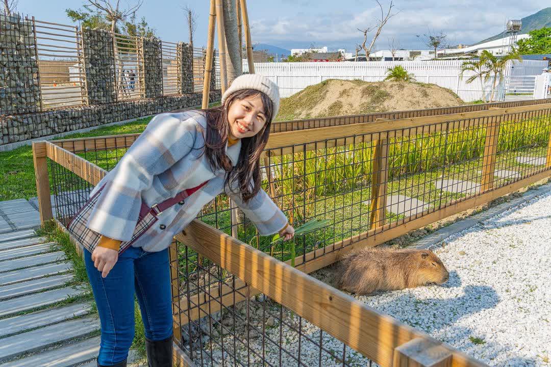 墾丁鹿ㄦ島水豚生態園區 | 去趣 chicTrip