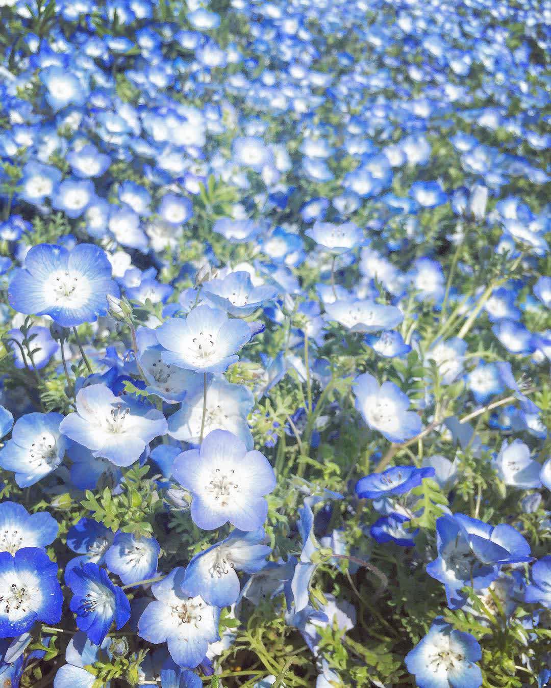 國營常陸海濱公園 | 去趣 chicTrip