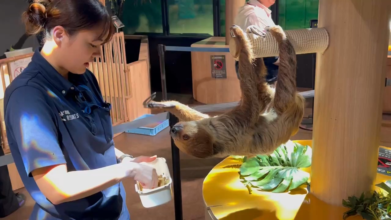 DMM Kariyushi水族館 | 去趣 chicTrip