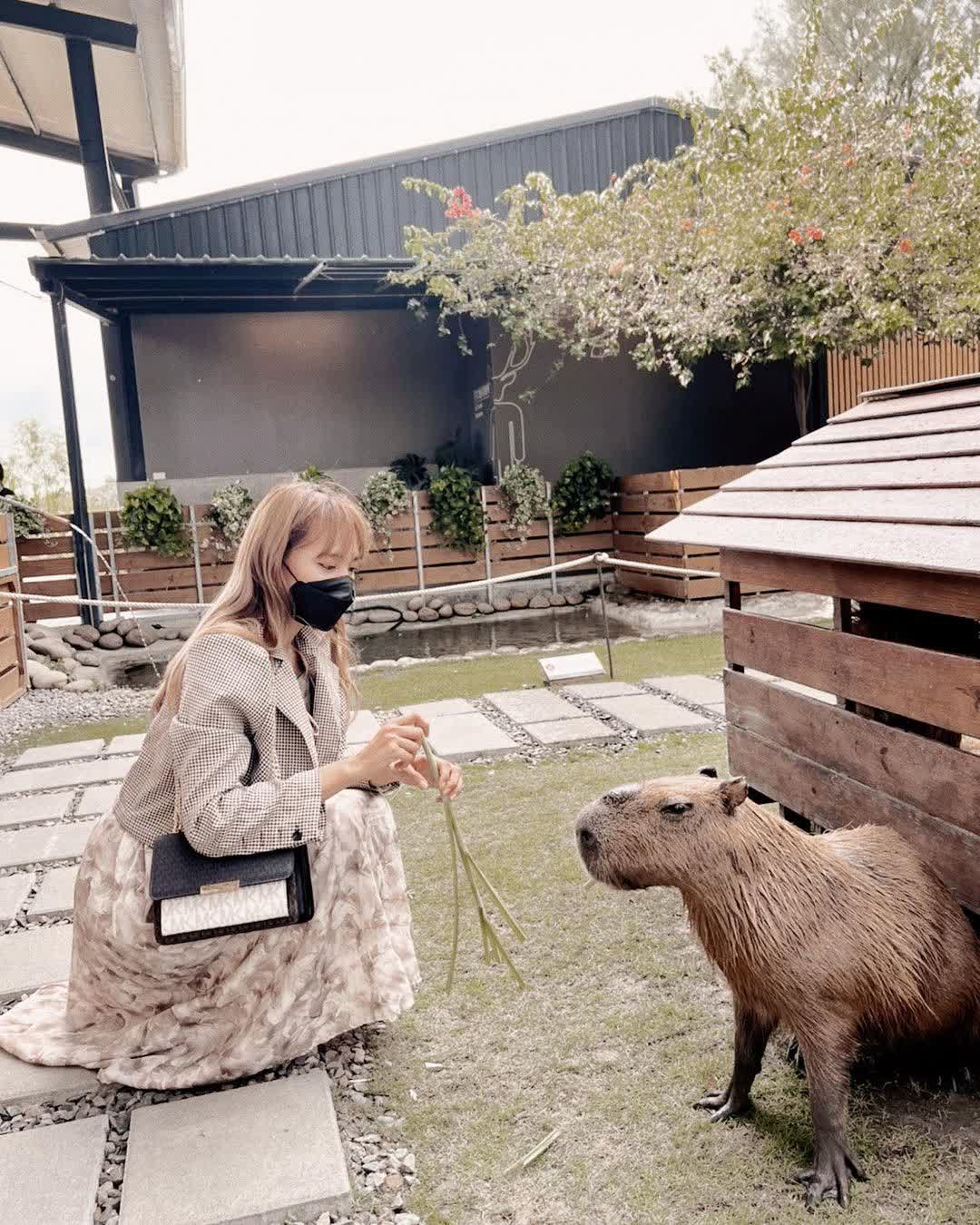 鹿境梅花鹿生態園區丨門票消費最高折抵140丨梅花鹿、水豚互動餵食丨室內親子DIY區丨親子遊戲區丨甜鹹輕食霜淇淋供應丨超可愛獨家紀念品丨奶茶、咖啡好喝 | 去趣 chicTrip