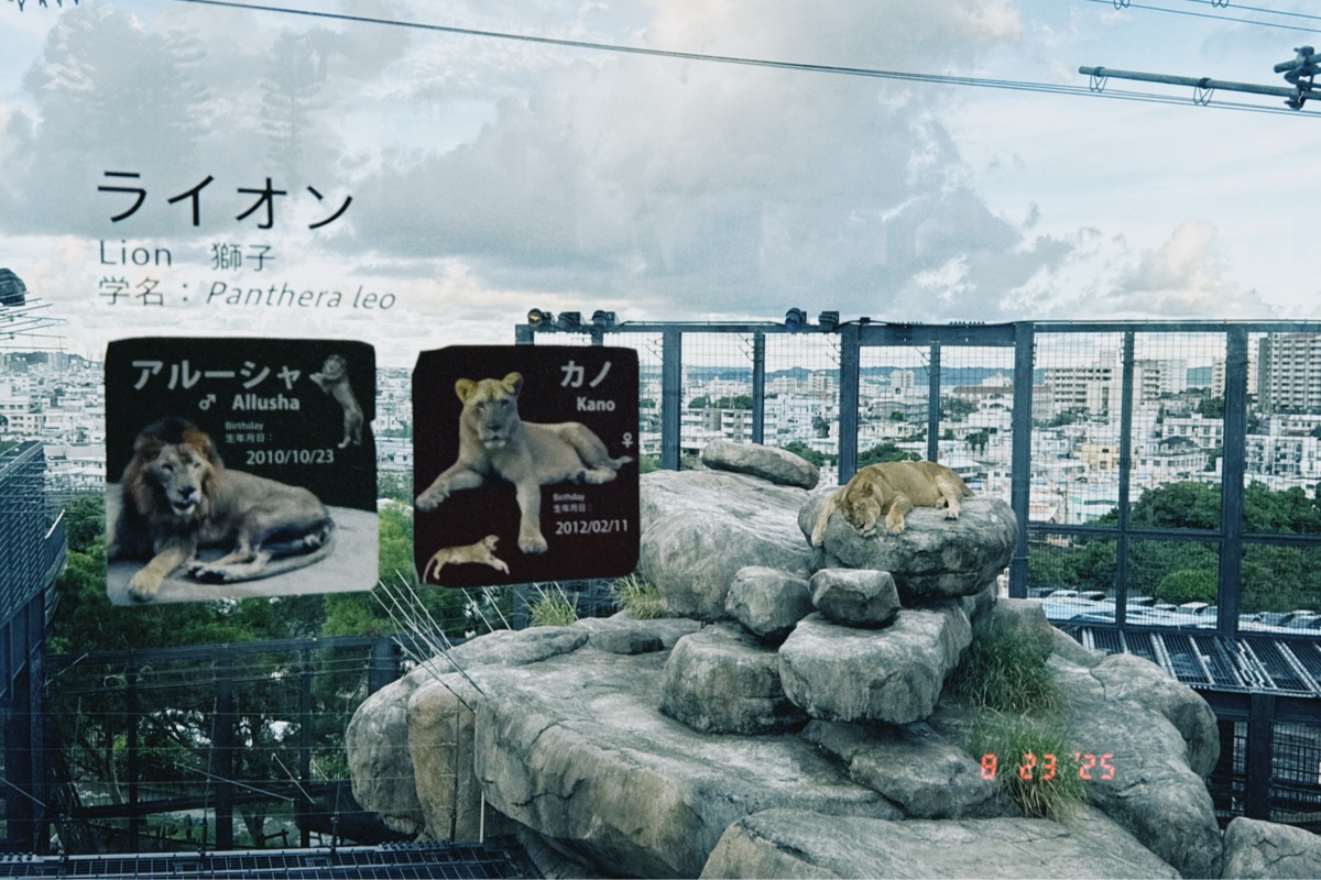 沖繩兒童王國 | 去趣 chicTrip