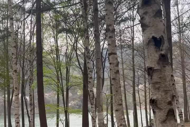 南怡島남이섬 | 去趣 chicTrip