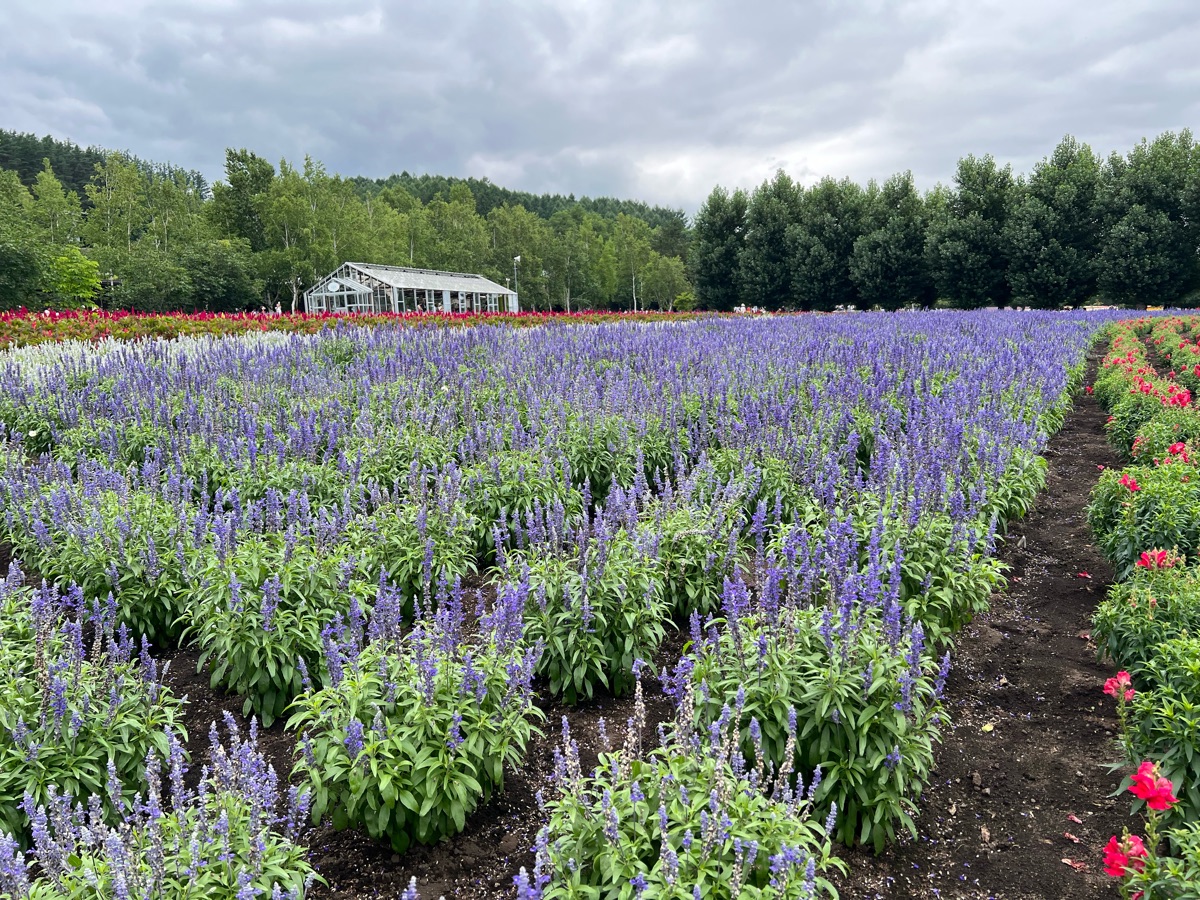 富田農場 | 去趣 chicTrip