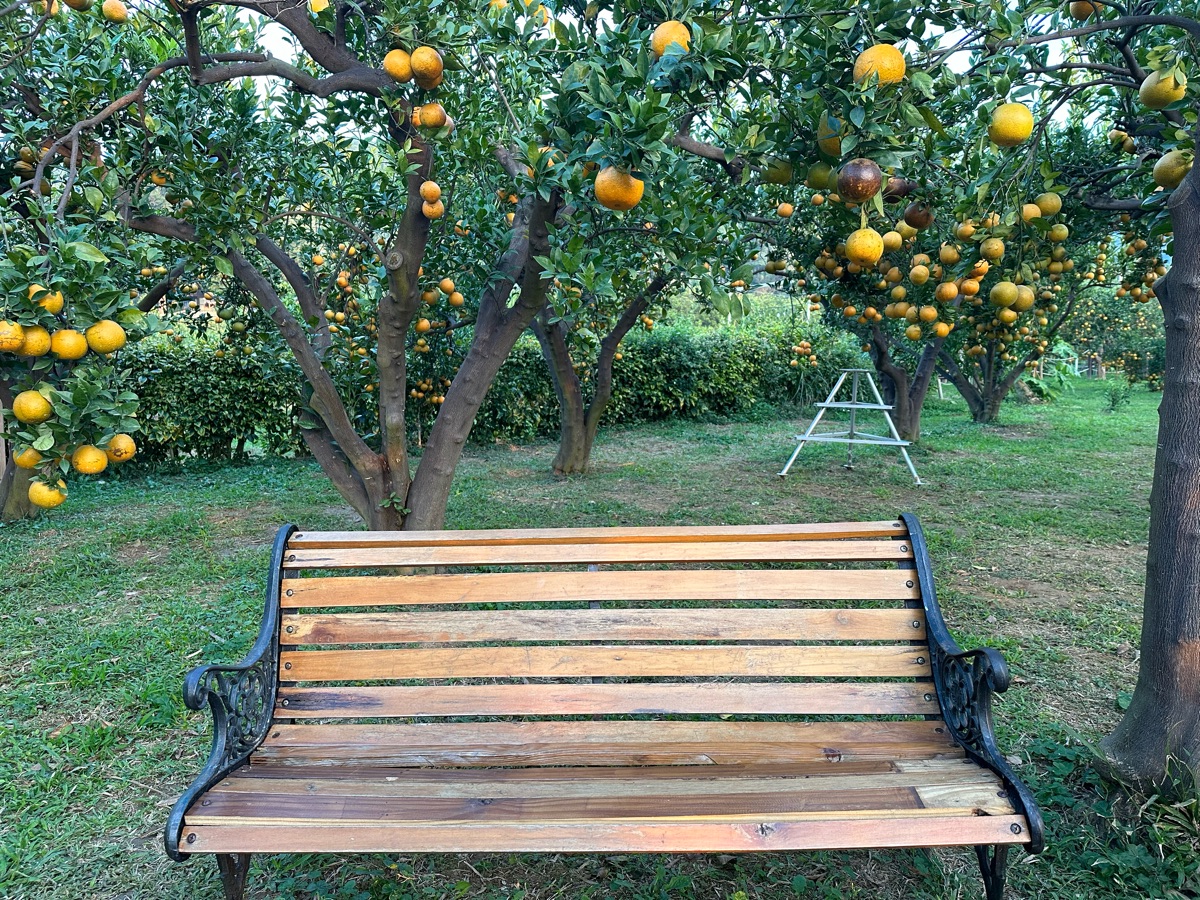 橙香森林 | 去趣 chicTrip