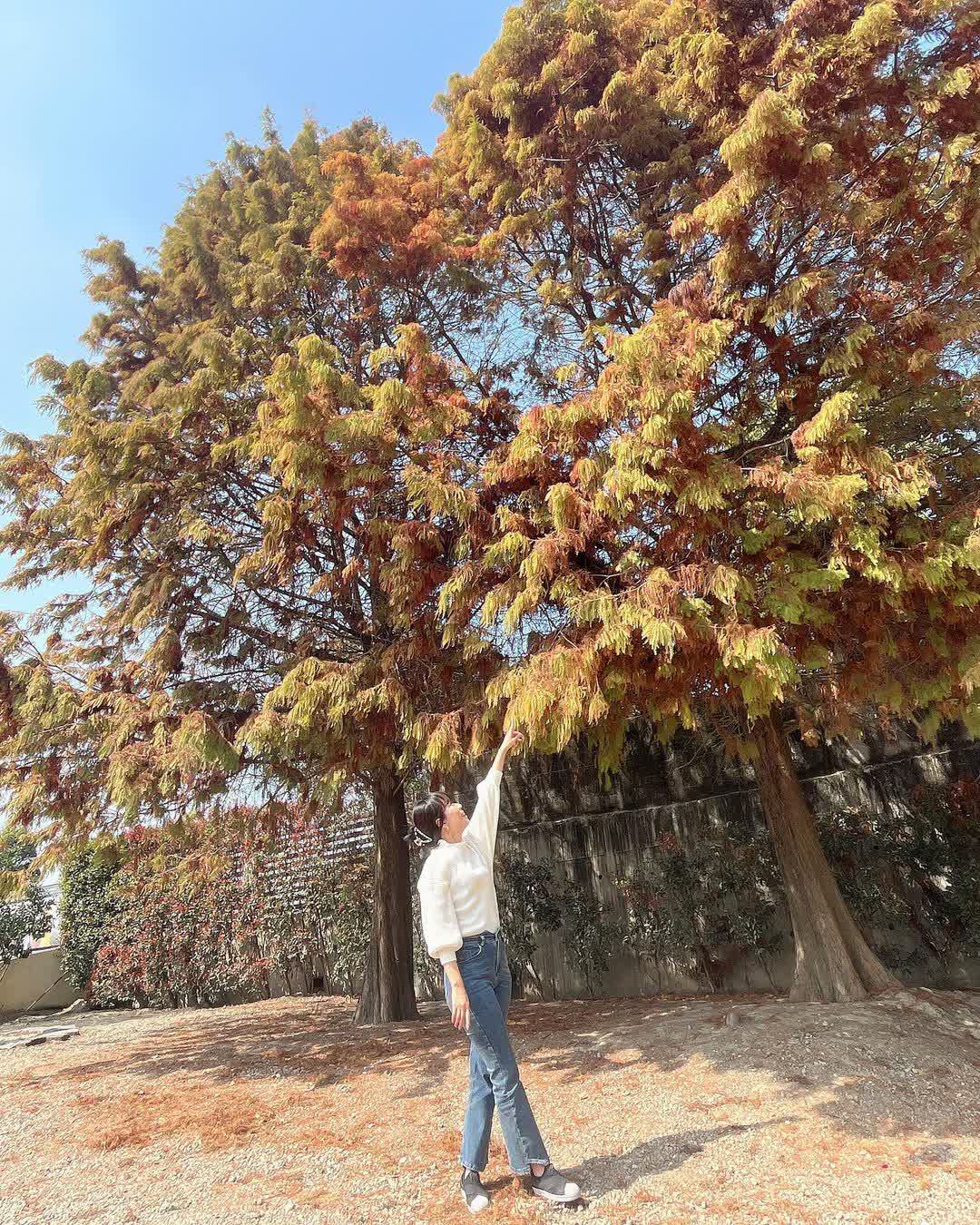 青埔落羽松秘境 | 去趣 chicTrip