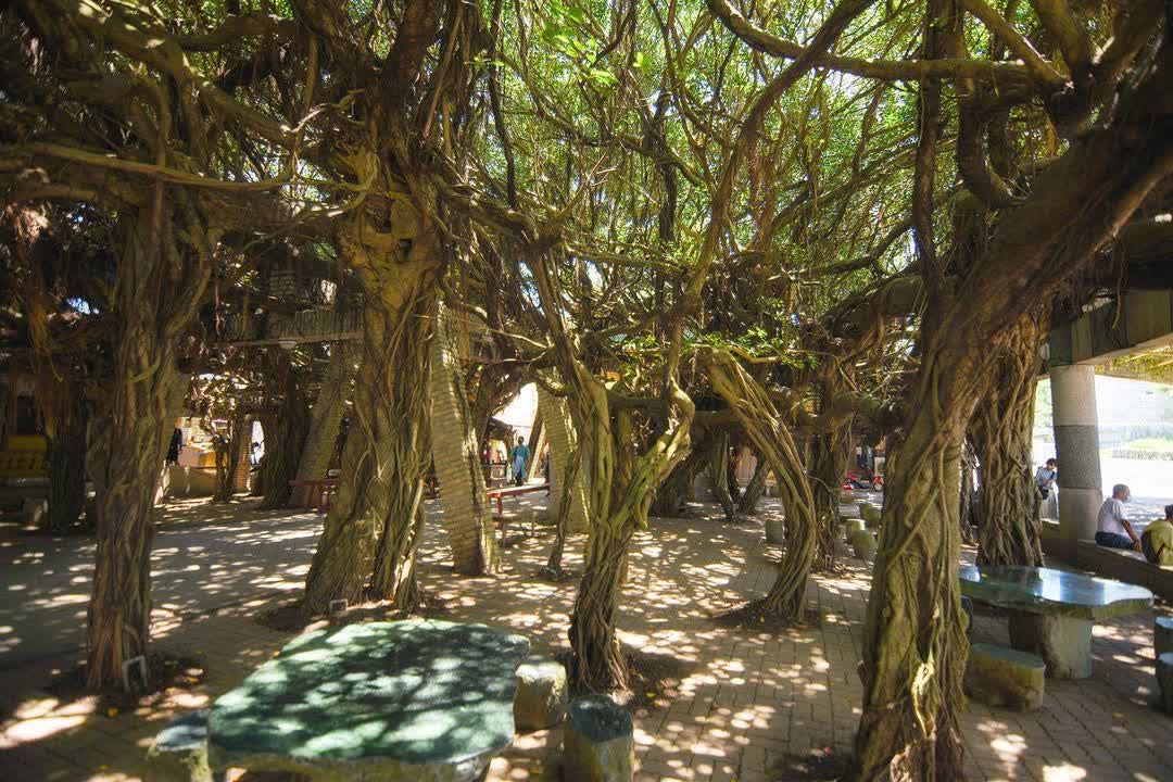 通梁古榕 | 去趣 chicTrip