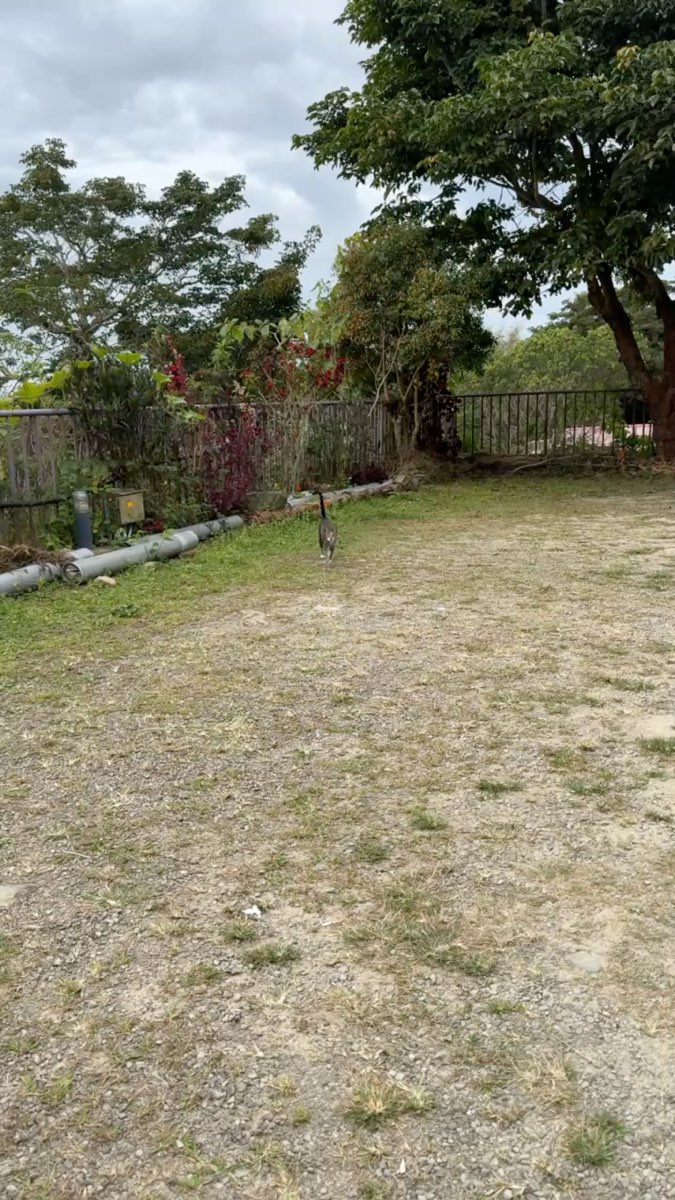 阿里山初日 | Alishan Sunrise | 去趣 chicTrip