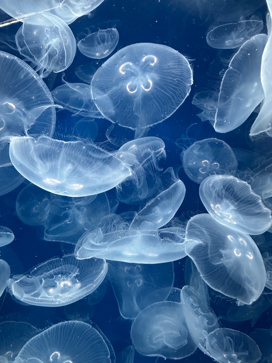 葛西臨海水族園 | 去趣 chicTrip