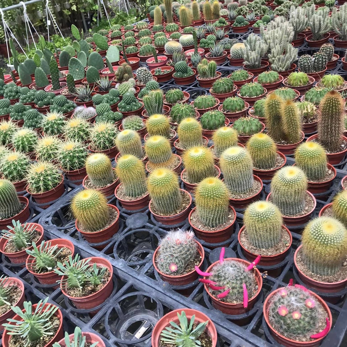 綠果庭院Green Life Garden | 去趣 chicTrip