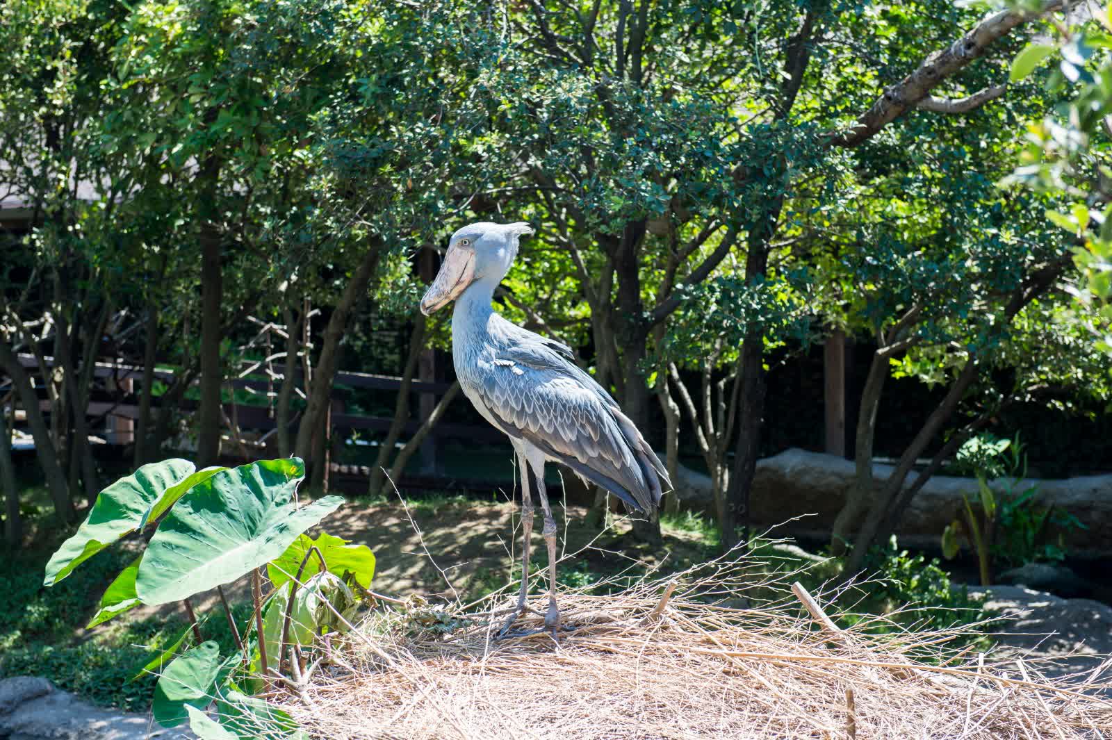 神戶動物王國 | 去趣 chicTrip