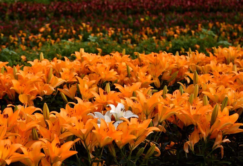 桃園市彩色海芋季