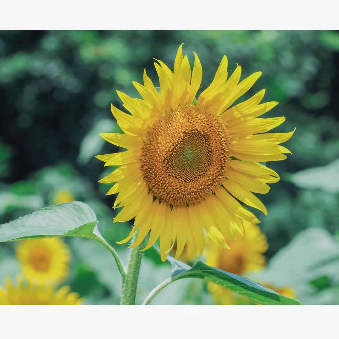 成田 夢牧場 | 去趣 chicTrip