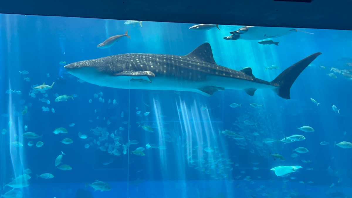 沖繩美麗海水族館 | 去趣 chicTrip