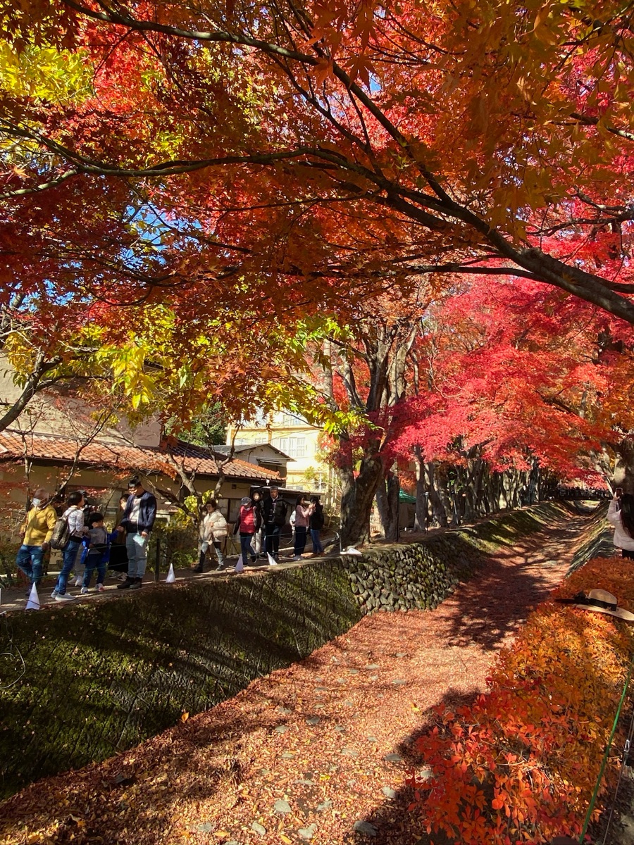 河口湖楓葉迴廊 | 去趣 chicTrip