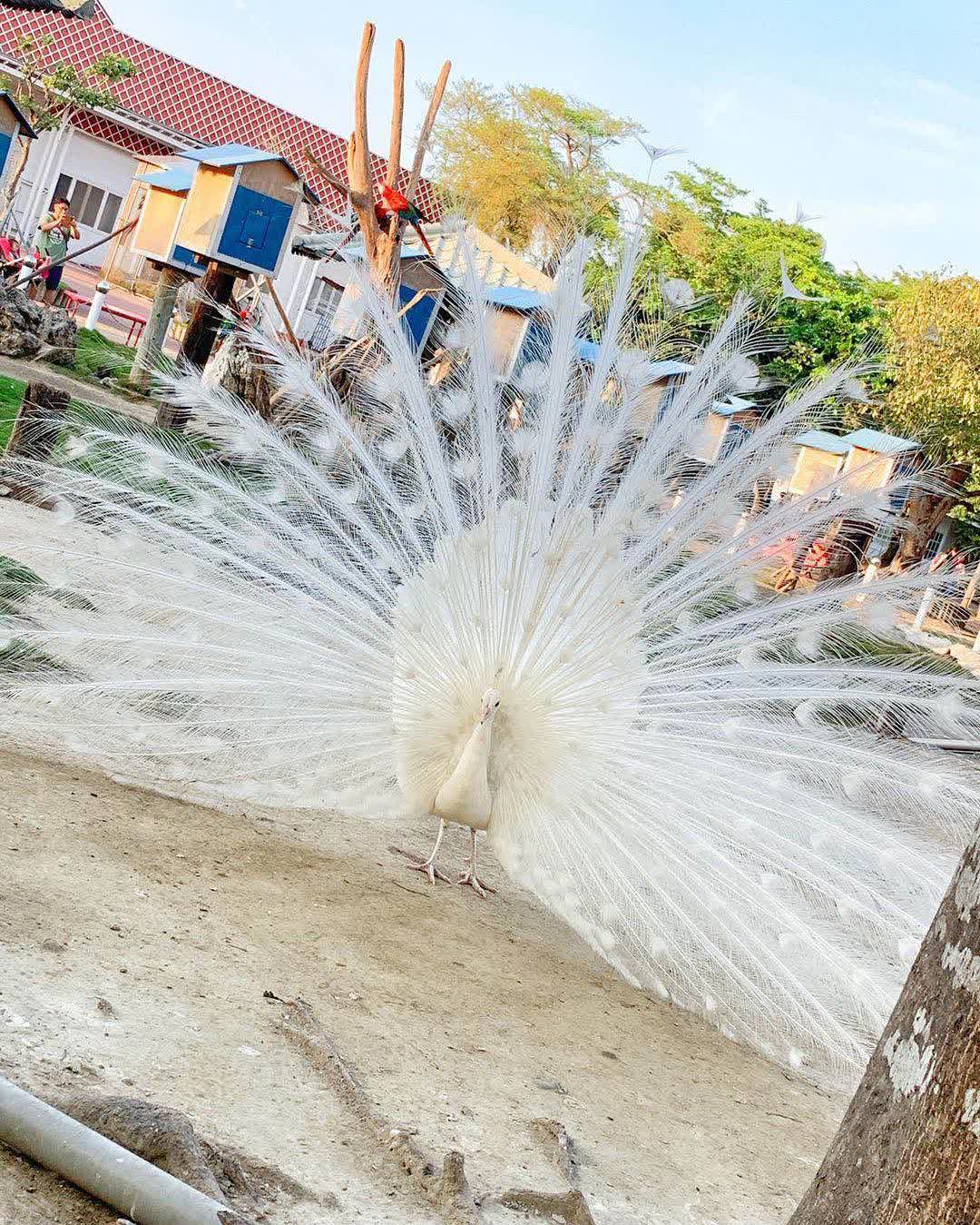 頑皮世界野生動物園 | 去趣 chicTrip