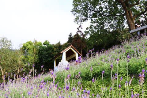 薰衣草森林台中新社店 | 去趣 chicTrip