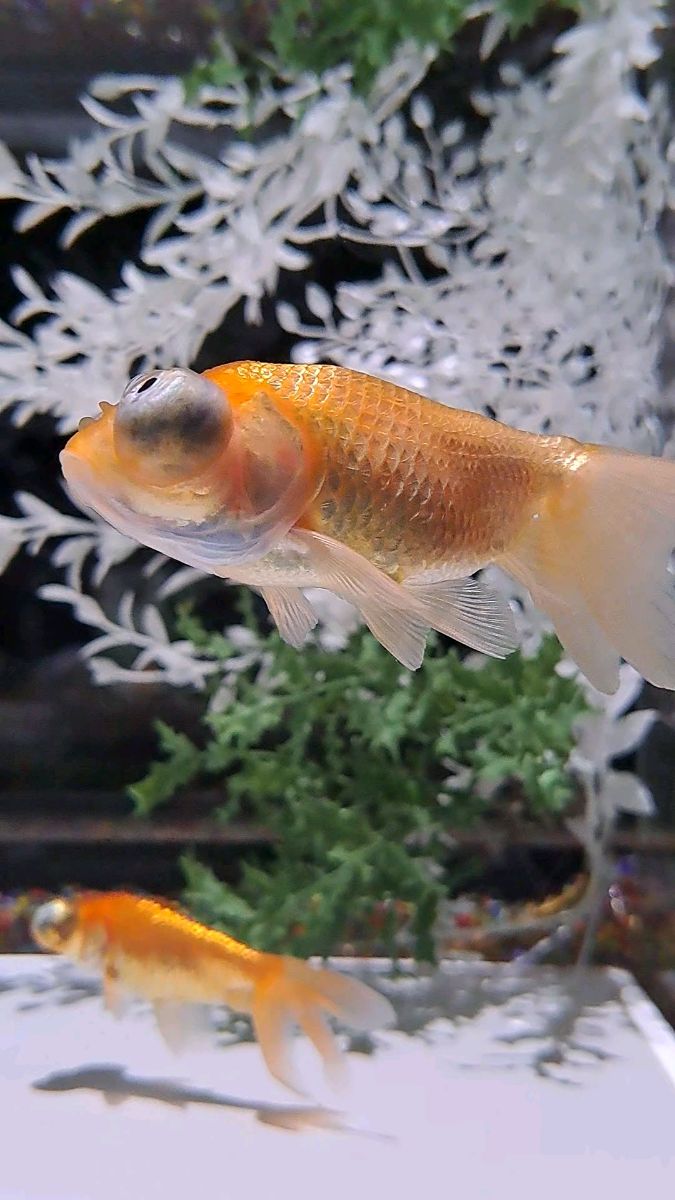 ART AQUARIUM MUSEUM 銀座金魚美術館 | 去趣 chicTrip