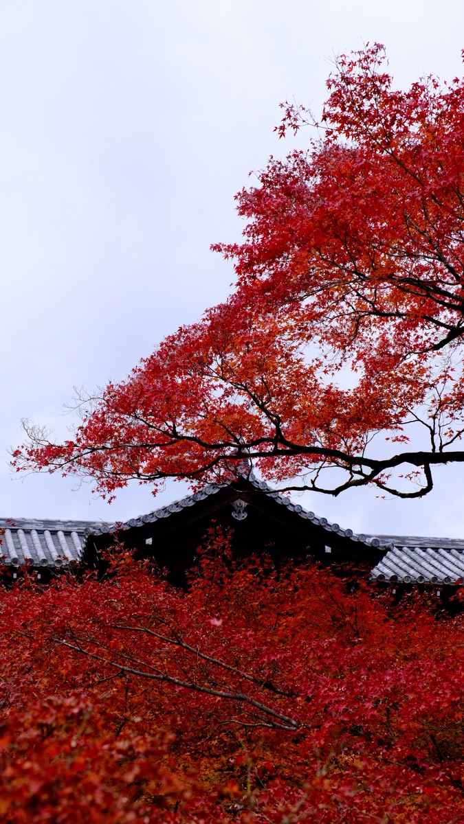 東福寺 | 去趣 chicTrip