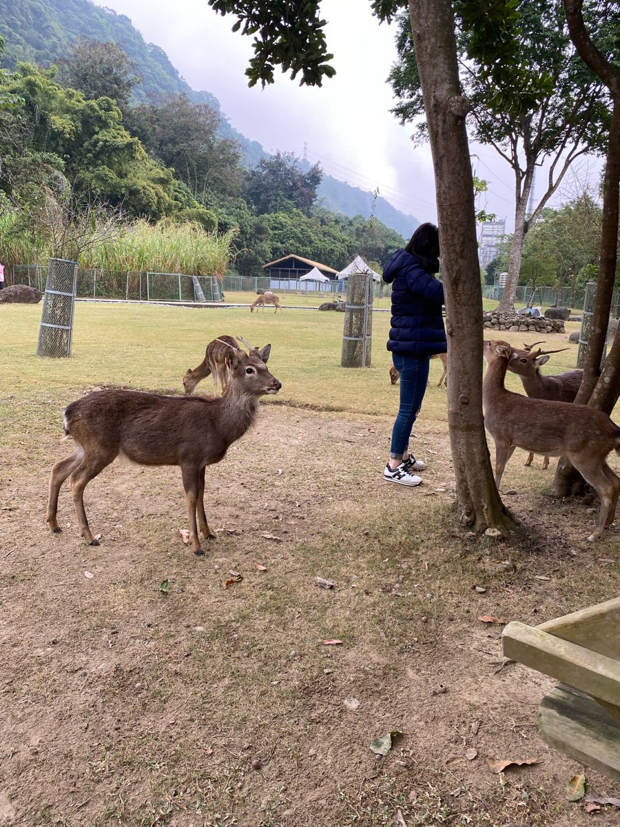 逐鹿傳說梅花鹿園 | 去趣 chicTrip