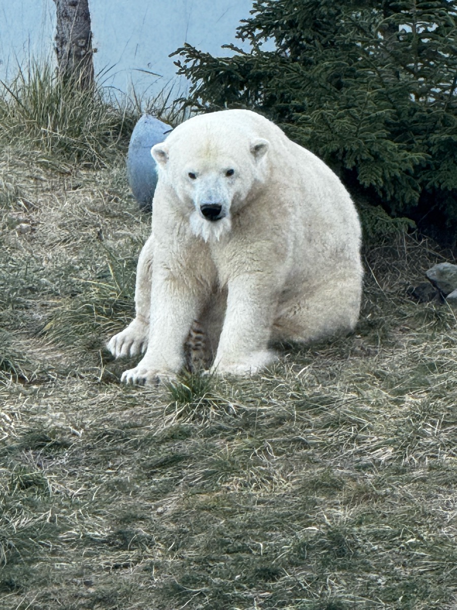 札幌市円山動物園 | 去趣 chicTrip