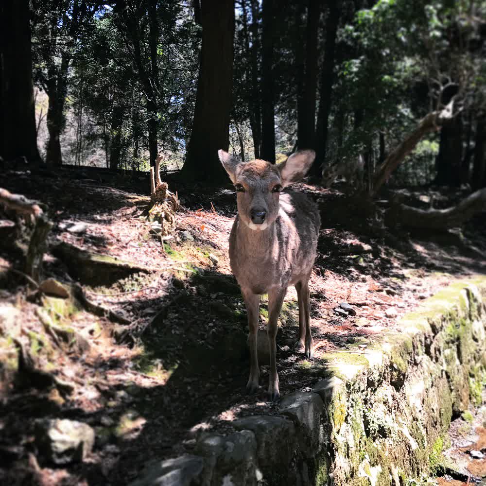 奈良公園 | 去趣 chicTrip