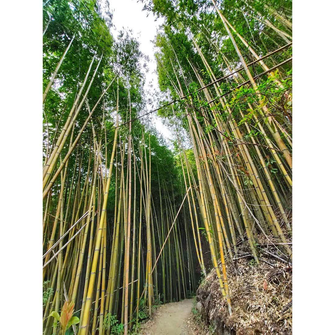 司馬庫斯巨木群步道 | 去趣 chicTrip