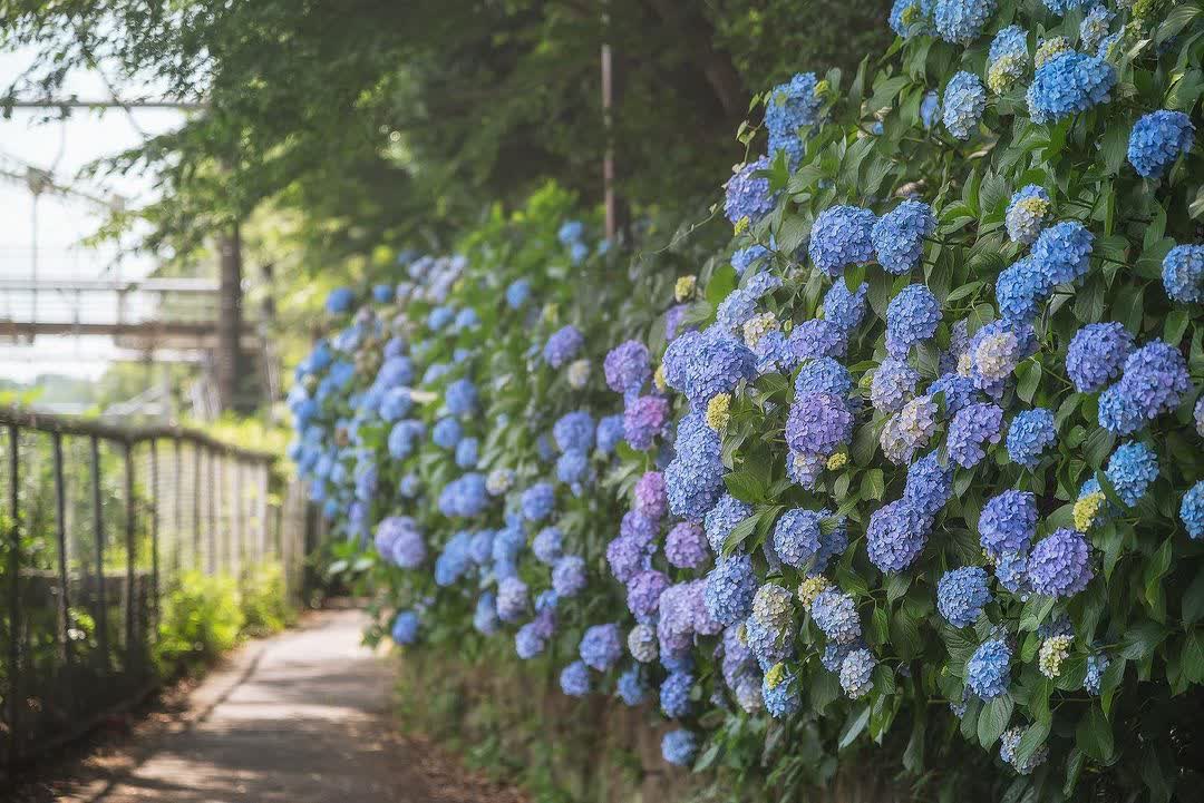 紫陽花之道 | 去趣 chicTrip