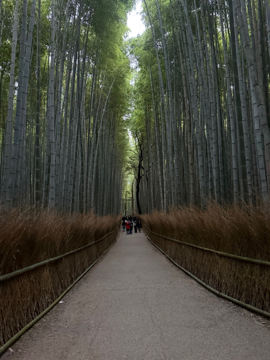 嵐山竹林小徑 | 去趣 chicTrip