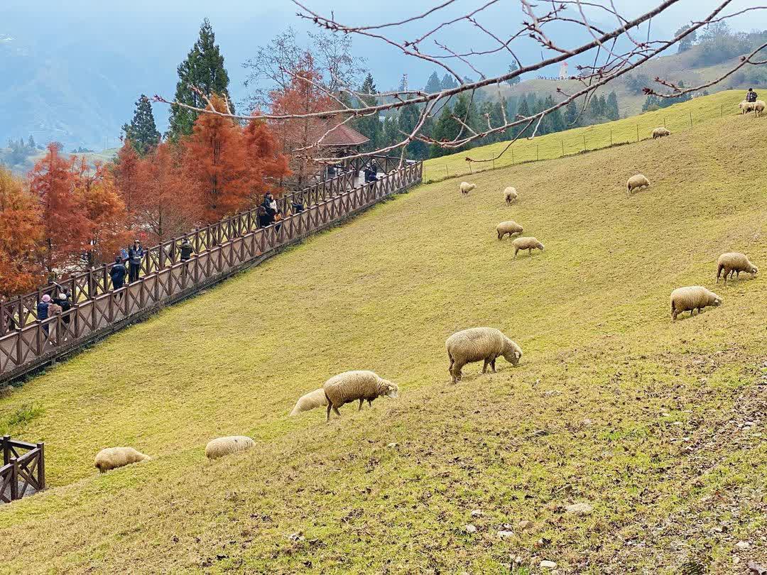清境農場青青草原 | 去趣 chicTrip