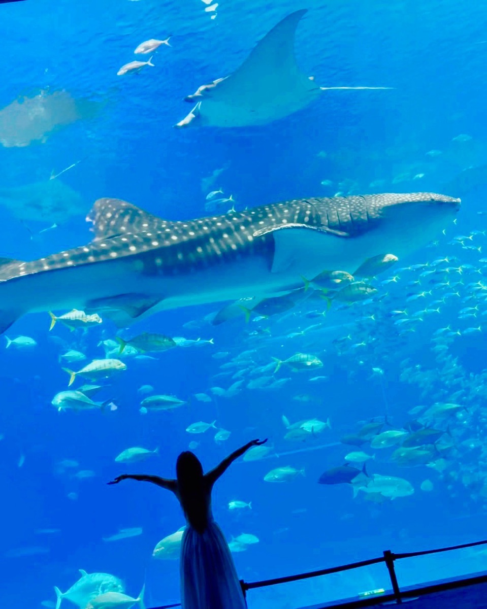 沖繩美麗海水族館 | 去趣 chicTrip